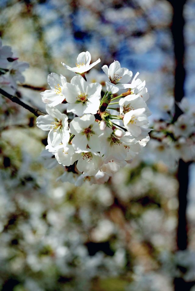 世紀公園賞櫻花