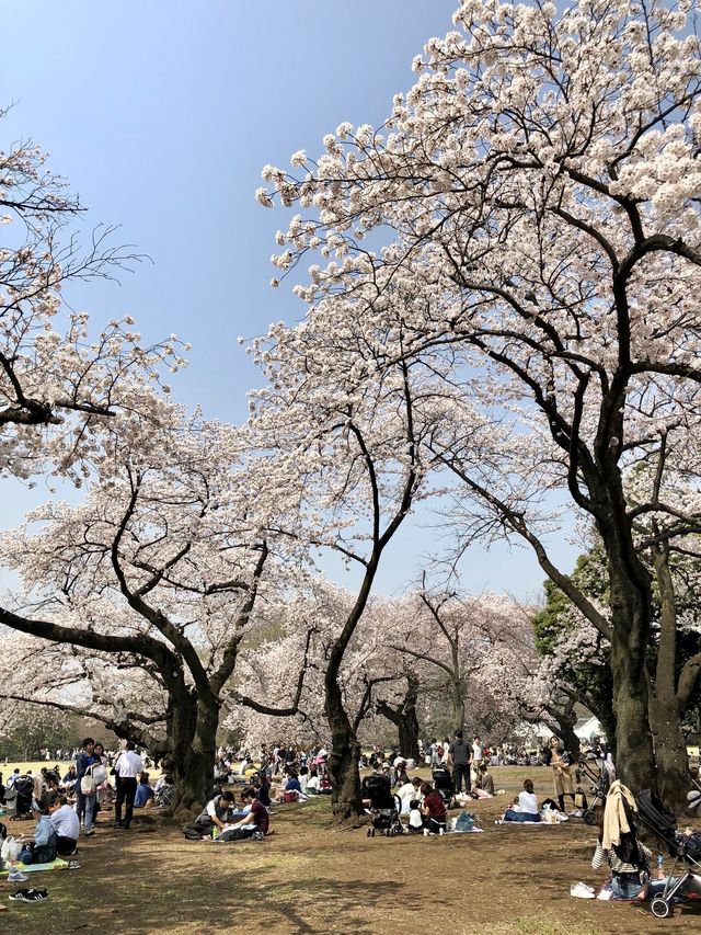 日本新宿御苑｜欣賞最美櫻花