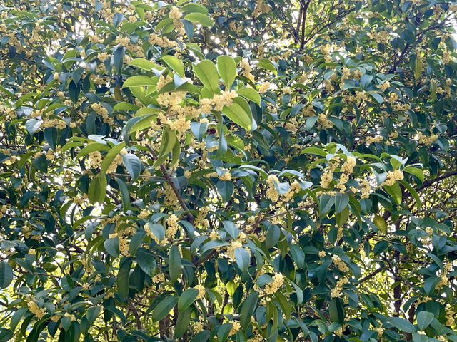 弇山園，在太倉絕對算得上是一個著名景點，原來叫太倉公園，雖然是個免費公園，但規劃管理得井井有條