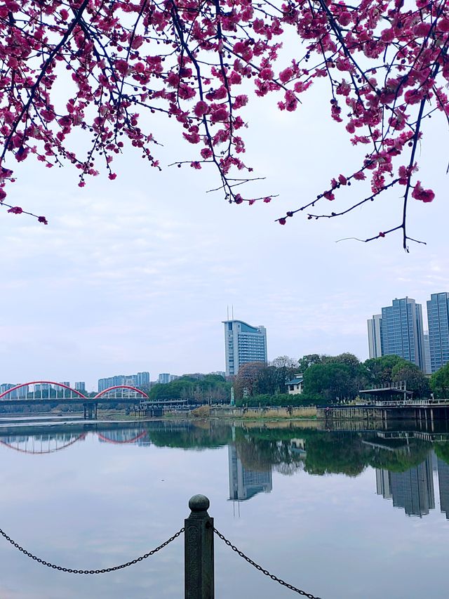 義烏梅湖體育中心，梅花枝上春如海