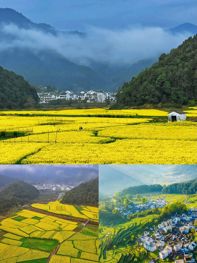 三月賞花去篁嶺，萬畝油菜花花海美到窒息