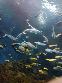 上海海洋水族館