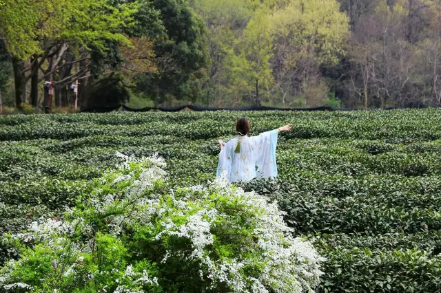 Beside the Shuangfeng Pavilion of the China Tea Museum