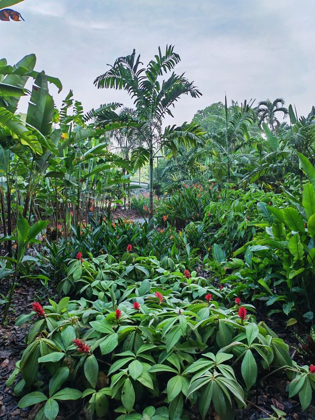 新加坡植物園