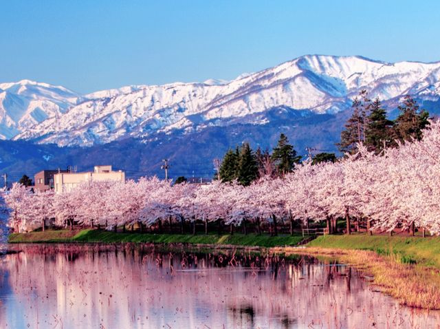 Niigata Sakura Warm Wind