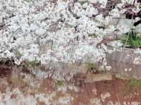 Waterfalls, sakura, hiking trails