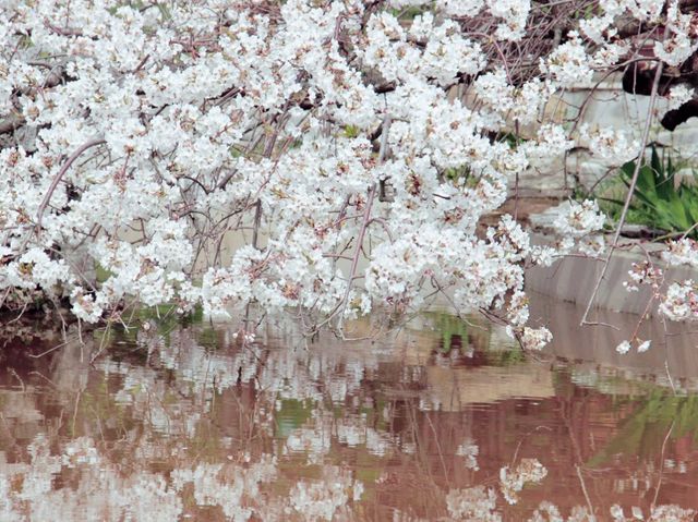 Waterfalls, sakura, hiking trails