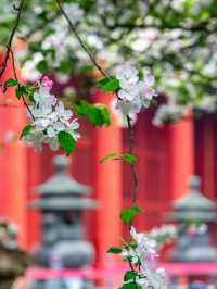 花筑奢·北京｜四月北京美成了紫禁城！在春風中靜看海棠花看