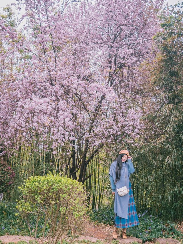 自駕雲南｜曲靖寥廓公園，粉色系賞花夢想之地