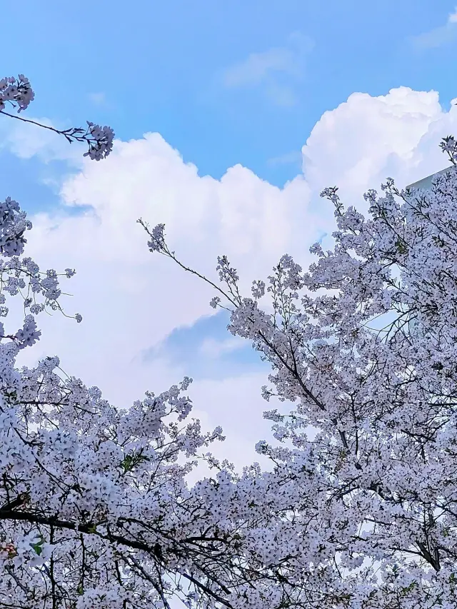 Stroll through the pink paradise! Wuhan East Lake Cherry Blossom Garden takes you to experience the romantic spring day