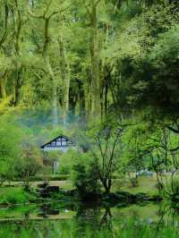 走進多姿多彩的杭州植物園：一場視覺與心靈的盛宴