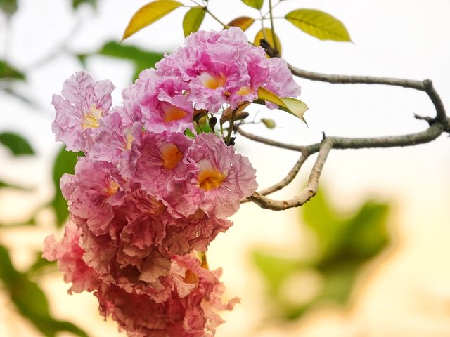 龍年足跡（26）——西雙版納熱帶花卉園