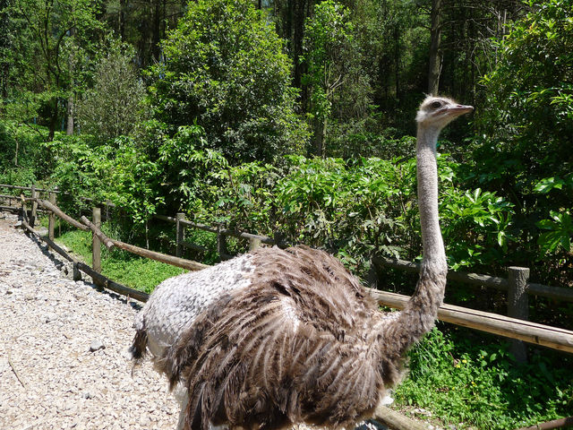 貴州第一動物王國——貴陽森林野生動物園