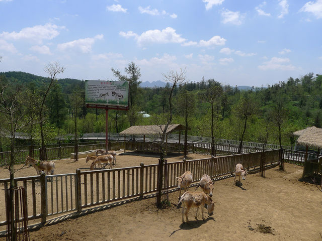 貴州第一動物王國——貴陽森林野生動物園