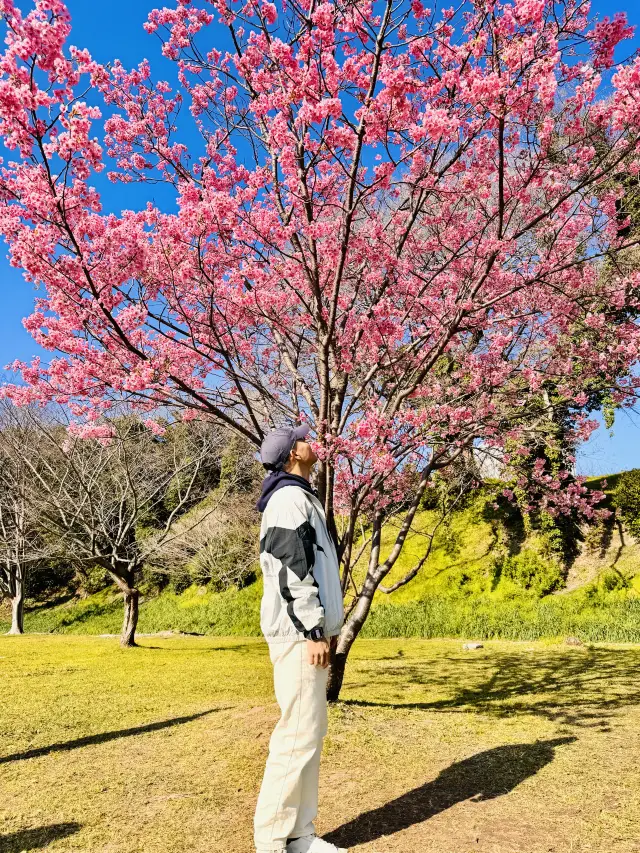 Flowers bloom in Fukuoka, where the city's dreams of yesteryear mingle with the blossoming of spring in Maizuru Park