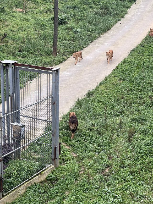 貴陽森林野生動物園一日遊