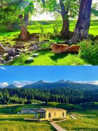 已經開始期待新疆伊犁的夏天了