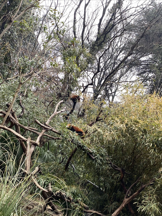 南京去哪兒｜集科普和觀賞於一身的紅山森林動物園