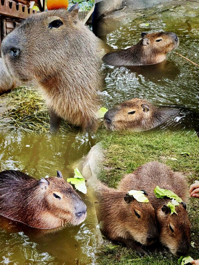 上海 ‖ 野生動物園新開卡皮巴拉樂園攻略