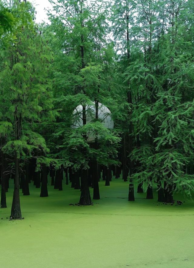 青山湖水上森林公園