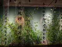 <《創世山海經》大型沉浸式光影藝術展