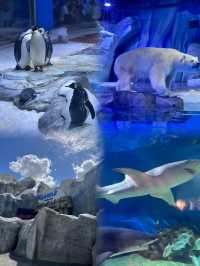 「上海海昌海洋公園」～遛娃聖地！！！