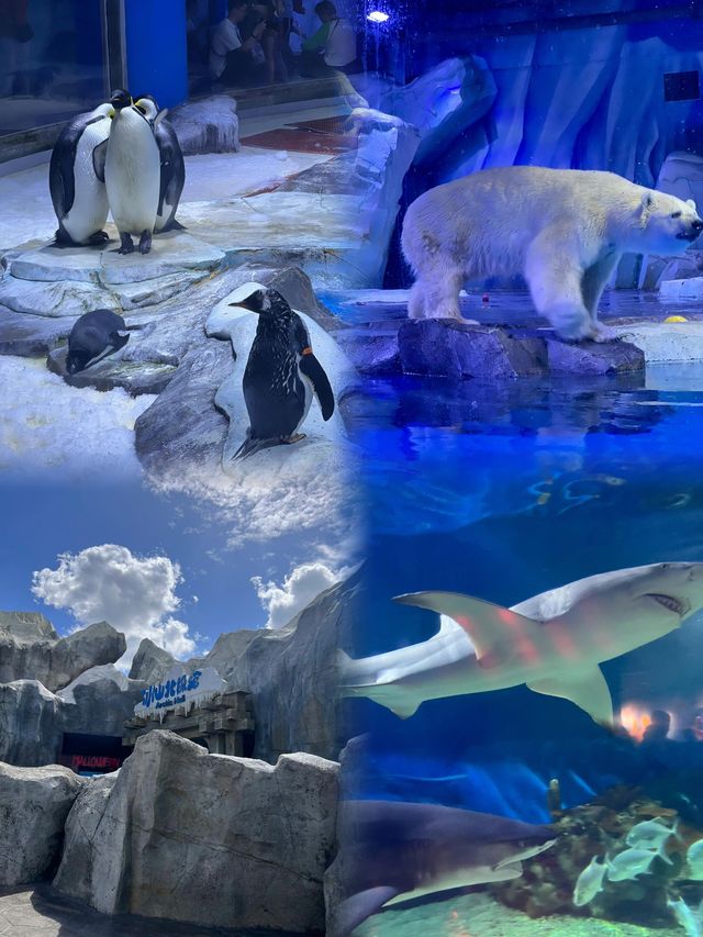 「上海海昌海洋公園」～遛娃聖地！！！