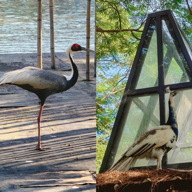 廣州南沙原生態竹子打造的水鳥世界生態園