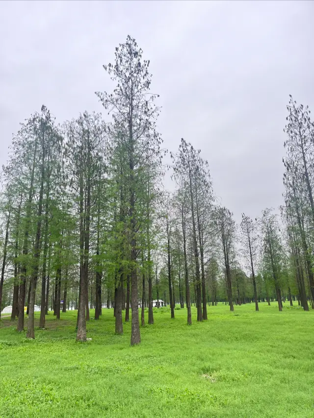 Foshan | Walking the kids and yourself, camping is like playing house for adults