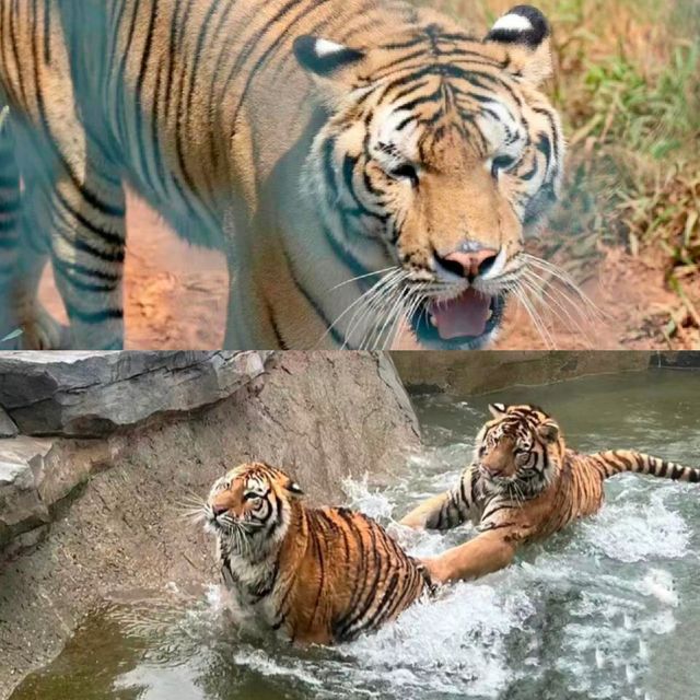 常德野生動物園！湖南人自己的“長隆”