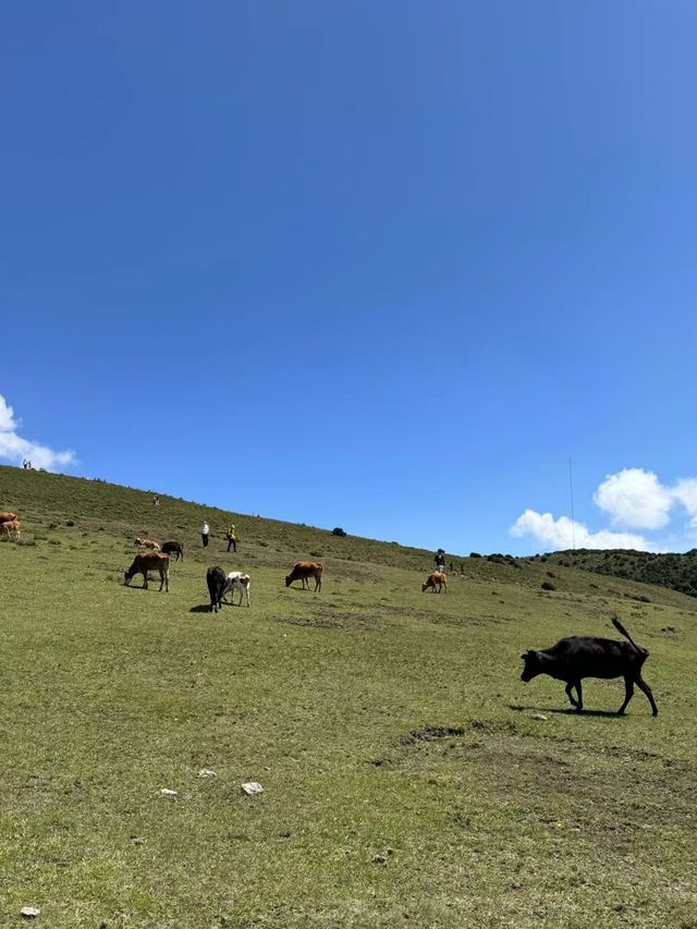 鳥吊山|雲南的無濾鏡阿勒泰～
