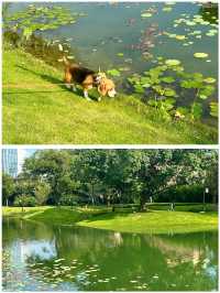 摩訶池公園，來了就不想走！