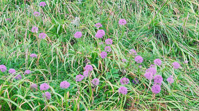 天上花海，人間仙境：韭菜坪