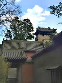 "卦山之柏，冠絕天下"，你怎麼看呢？