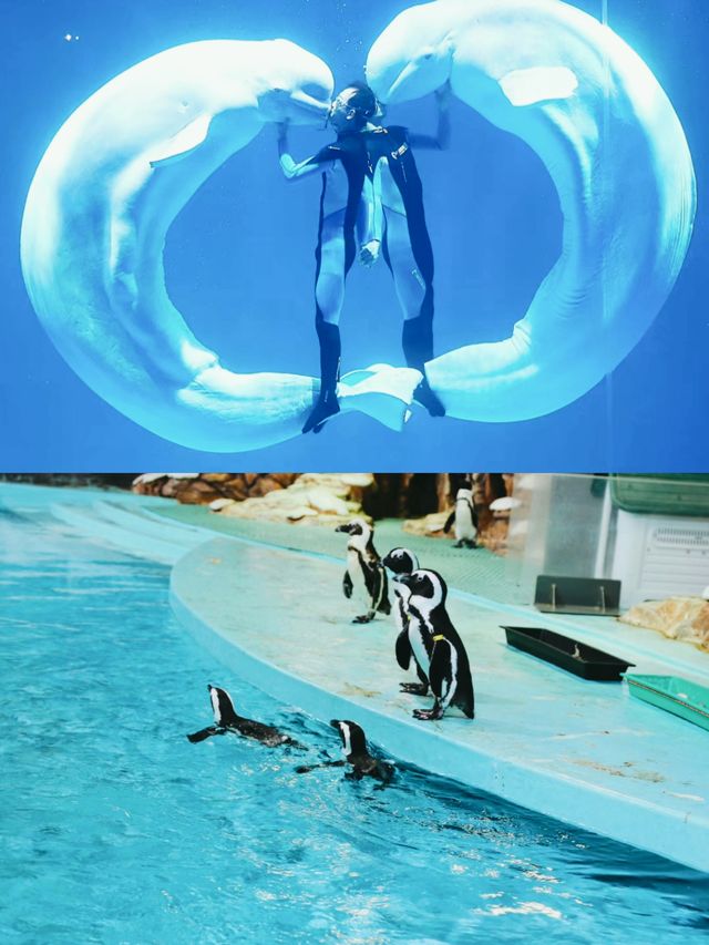 【哈爾濱極地公園海洋館】打卡。