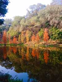 深秋的大夫山森林公園，焦糖色的落羽杉宛如油畫般