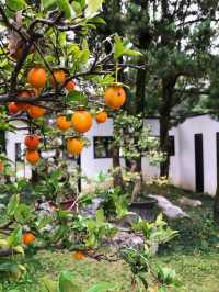 四川成都｜百花潭，走進花花的世界。