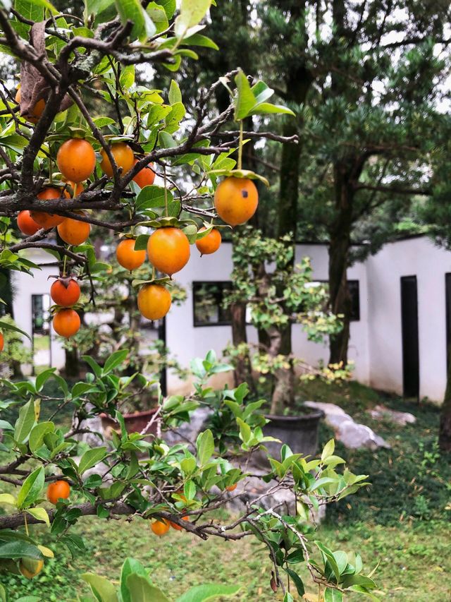 四川成都｜百花潭，走進花花的世界。