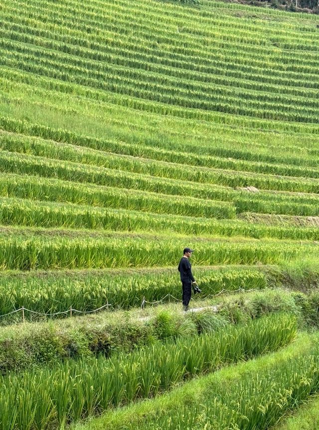福建聯合梯田｜梯田賞金黃麥田。