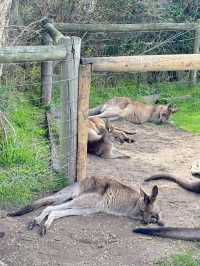 瑪璐考拉和動物公園旅遊攻略。