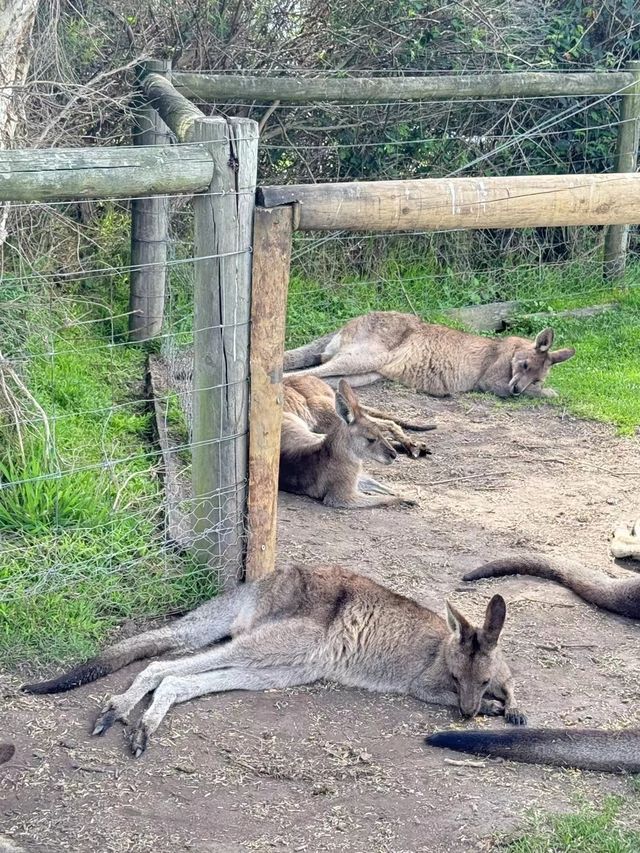 瑪璐考拉和動物公園旅遊攻略。