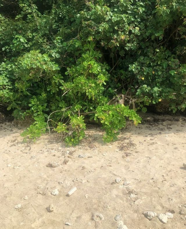 沖繩｜北部輕鬆一日遊（附路線）𓆡𓆝。