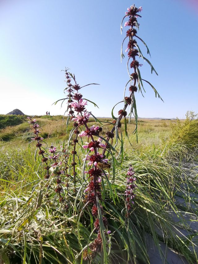 金蓮川：空氣裡都是「菊花茶」的芬芳！。