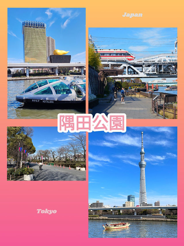 東京景點｜隅田公園：賞櫻與花火大會的勝地