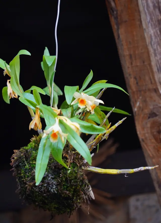 Dendrobium is also a symbol of architectural culture.