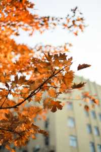 上海外灘賞楓葉快要紅了！！很有氛圍。