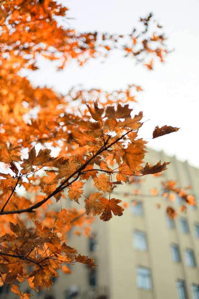 上海外灘賞楓葉快要紅了！！很有氛圍。
