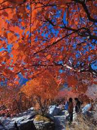 反正我是瘋了！坡峰嶺紅葉如灼！。