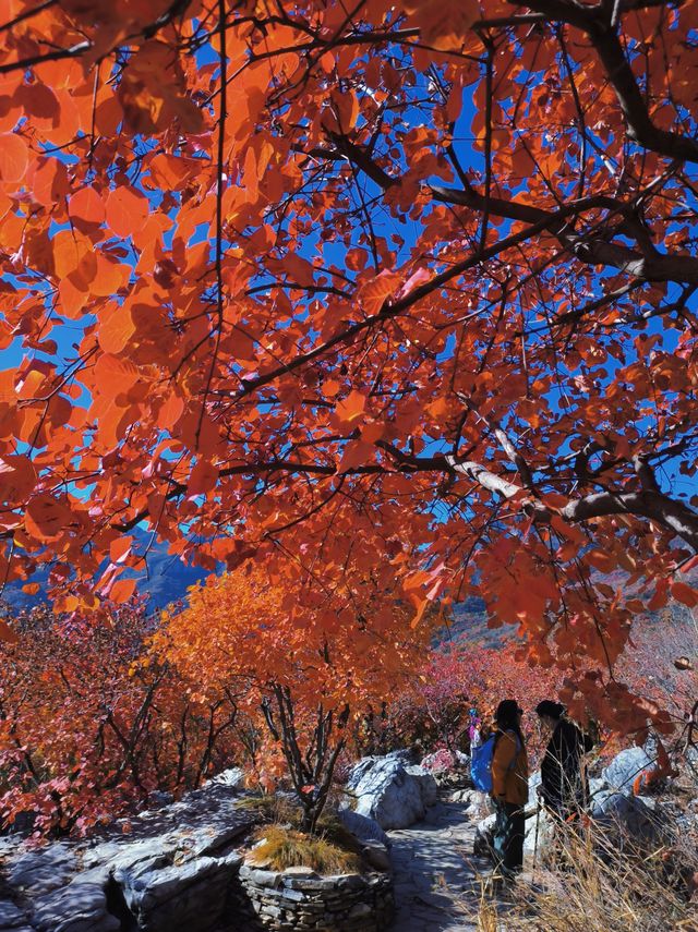 反正我是瘋了！坡峰嶺紅葉如灼！。