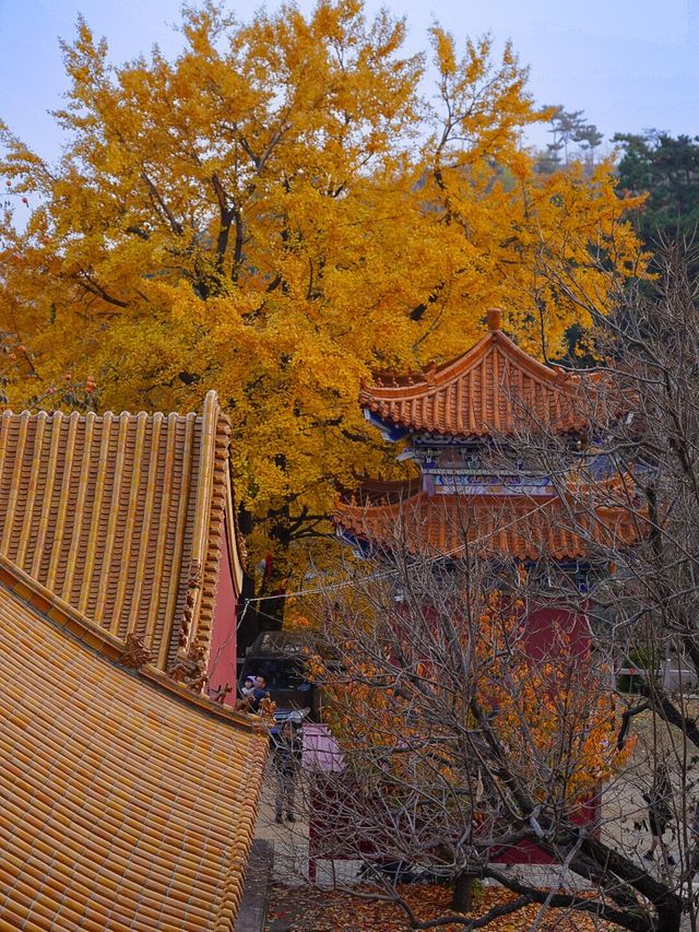 禪林寺古銀杏風景區-最佳欣賞期。